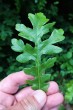 Quercus cerris (Austrian oak) - upper side