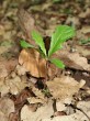 Quercus cerris (Austrian oak) - seedling