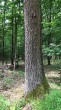 Quercus cerris (Austrian oak) - the bork