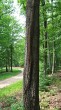Quercus cerris (Austrian oak) - frost crack