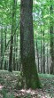 Quercus petraea (Sessile Oak) - bork