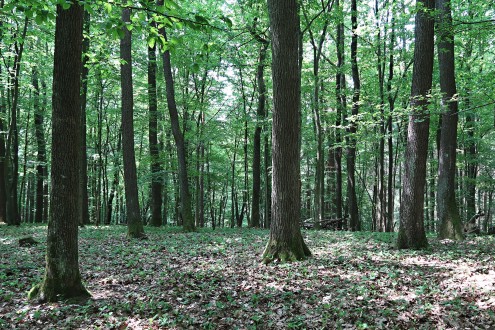 Quercus petraea (Sessile Oak) - straight (full-wood) trunks