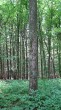 Quercus petraea (Sessile Oak) - bork