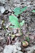 Quercus petraea (Sessile Oak) - seedlings