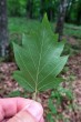 Sorbus torminalis - underside