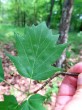Sorbus torminalis - top side