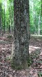 Sorbus torminalis - the bork