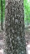 Sorbus torminalis - the bork