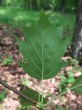 Sorbus torminalis - underside