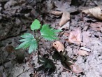 Tilia cordata (Small-leaved lime, Small-leaved linden) - seedling