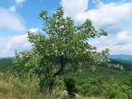 Sorbus aria - Bradlo peak, 561 m above sea level, Bradlo National Park (6/2021)