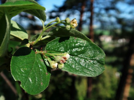 Cotoneaster tomentosus