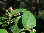Cotoneaster tomentosus
