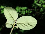 Cotoneaster tomentosus - underside
