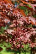 Acer palmatum (Japanese maple, Palmate maple) - form of Atropurpureum