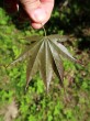 Acer palmatum (Japanese maple, Palmate maple) - underside (f. Atropurpureum)