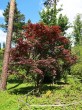Acer palmatum (Japanese maple, Palmate maple) - Hrádocké Arboretum, f. Atropurpureum (6/2021)