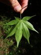 Acer palmatum (Japanese maple, Palmate maple) - underside
