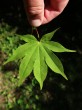 Acer palmatum (Japanese maple, Palmate maple) - top side