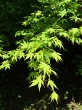 Acer palmatum (Japanese maple, Palmate maple)