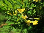 Caragana arborescens (Siberian peashrub, Tree-like caragana)