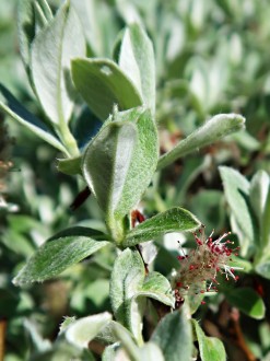 Salix helvetica (Swiss willow) - ♂ catkins
