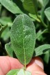 Salix helvetica (Swiss willow) - top side (♀)