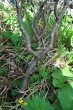 Salix helvetica (Swiss willow) - the trunk, the bork