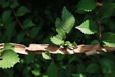 Ulmus minor (Field elm) - winged cork strips