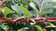Ulmus minor (Field elm) - winged cork strips