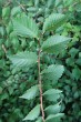 Ulmus minor (Field elm) - twig with leaves