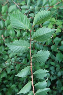 Ulmus minor (Field elm) - twig with leaves