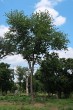 Cerasus avium (Wild cherry) - NPR Šúr, Slovakia (7/2021)