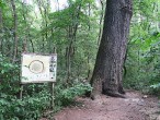 Quercus cerris (Austrian oak) - bork, NPR Šúr, Slovakia (7/2021)