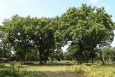 Quercus robur (Pedunculate oak, English oak) - NPR Šúr, Slovakia (7/2021)