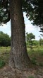 Quercus robur (Pedunculate oak, English oak) - bork