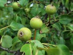 Pyrus pyraster (European wild pear)