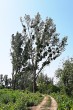 Viscum album (White mistletoe) - on black poplar (Populus nigra)