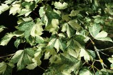 Acer pseudoplatanus (Mountain maple) - Leopoldii form