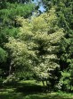 Acer pseudoplatanus (Mountain maple) - form Leopoldii, Hrádok Arboretum (6/2021)