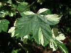 Acer pseudoplatanus (Mountain maple) - Leopoldii form