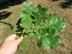 Quercus robur (Pedunculate oak, English oak) - twig with leaves