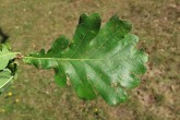 Quercus robur (Pedunculate oak, English oak) - upper side