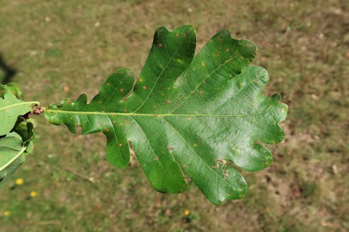 Quercus robur (Pedunculate oak, English oak) - upper side