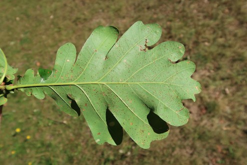 Quercus robur (Pedunculate oak, English oak) - underside