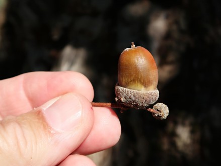 Quercus robur (Pedunculate oak, English oak)