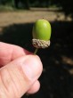 Quercus robur (Pedunculate oak, English oak)