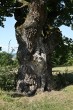 Quercus robur (Pedunculate oak, English oak) - bark (Gavurky, 9/2021)