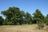 Quercus robur (Pedunculate oak, English oak) - Panonian grove Gavurky, Slovakia (9/2021)