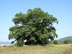 Quercus robur (English oak) - Panonian grove Gavurky, Slovakia (9/2021)